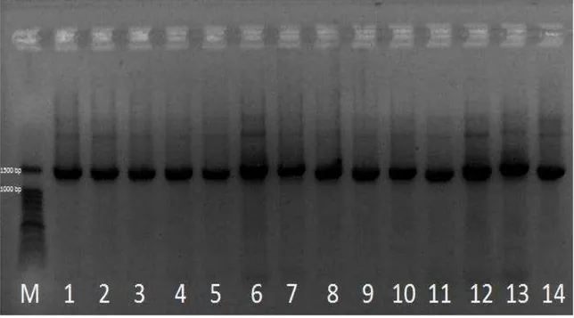 Figura 3: Eletroforese em gel de agarose 1 % para a  PCR do gene 16S; linha  M:  marcador  100  bp  linhas  1,  2,  e  3,  isolado  de  leite  em  pó;  linhas  4,  5,  e  6  isolados de leite pasteurizado; linhas 7, 8, e 9 isolado de leite UHT; linhas 10, 