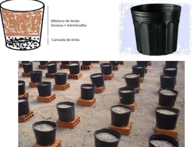 Figura 1  –  Esquema dos vasos com substratrato formulado da mistura de areia grossa,  vermiculita e brita