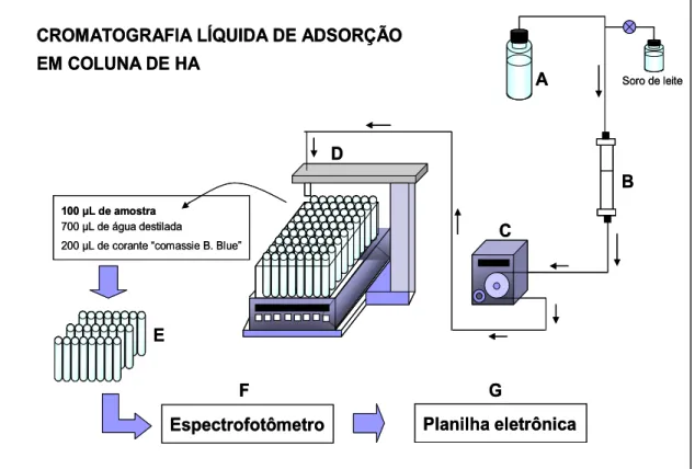 Figura 2 :  Representação da cromatografia de adsorção em coluna de HA. A  Reservatório de tampão fosfato; B-Coluna de HA; C- Bomba peristáltica; D- Coletor de  frações; E- Preparo das frações para análise de proteínas pelo método de “Bradford”  (100  L de