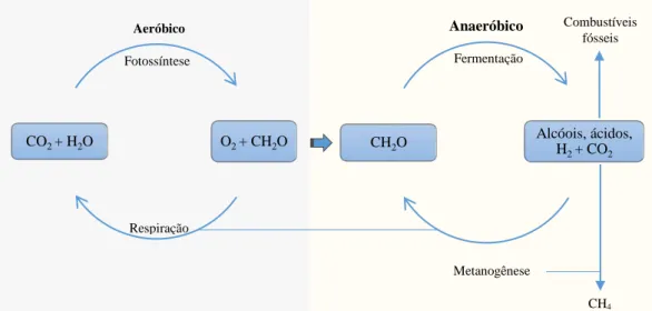 Figura 5.1. Ciclo do carbono, mostrando as contribuições aeróbias e anaeróbias. Adaptado 