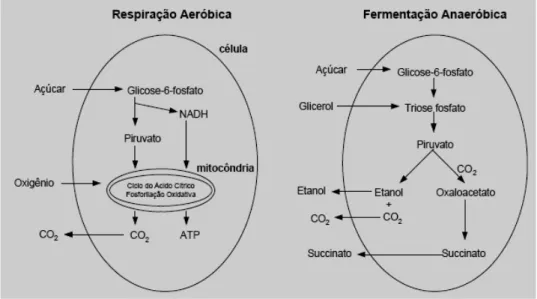 Figura 6. Vias metabólicas das leveduras em aerobiose e anaerobiose.  Fonte: Larpent et al, 1991