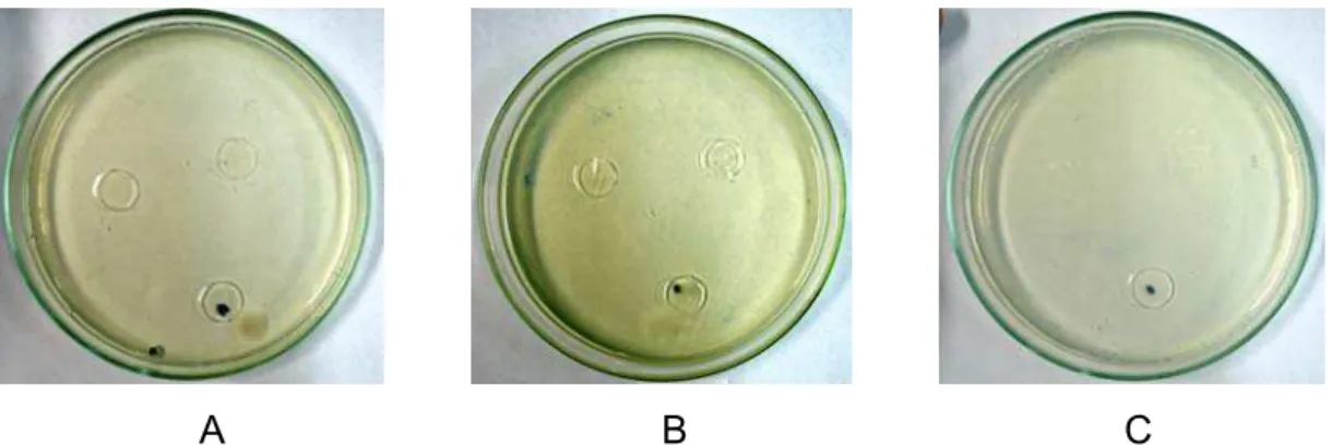 Figura 7 – Inibição do crescimento de  Fusarium oxysporum  em torno dos  filmes 5% (A), 10% (B) e 20% (C), após 120 horas de  incubação, a 25ºC