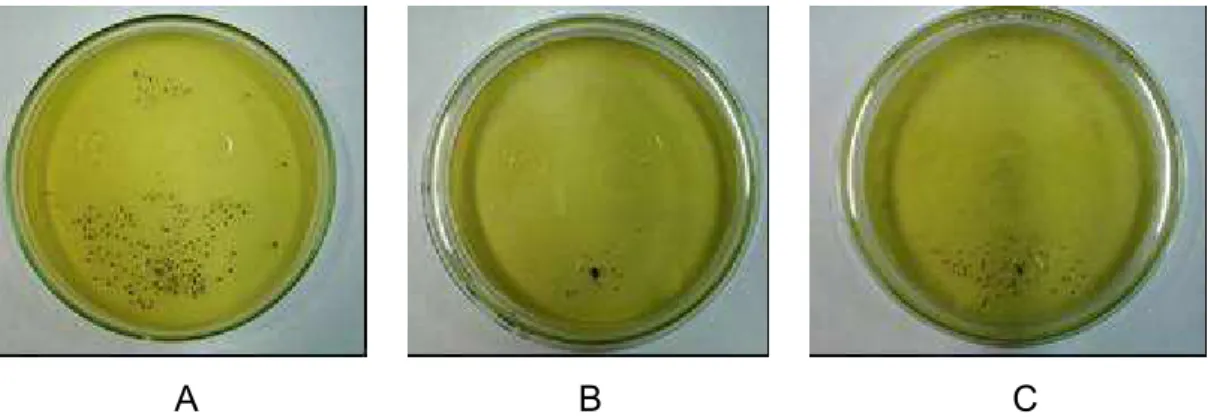Figura 8 – Inibição do crescimento de  Staphylococcus aureus  em torno dos  filmes 5 % (A), 10 % (B) e 20 % (C), após 48 horas de incubação,  a 37 ºC