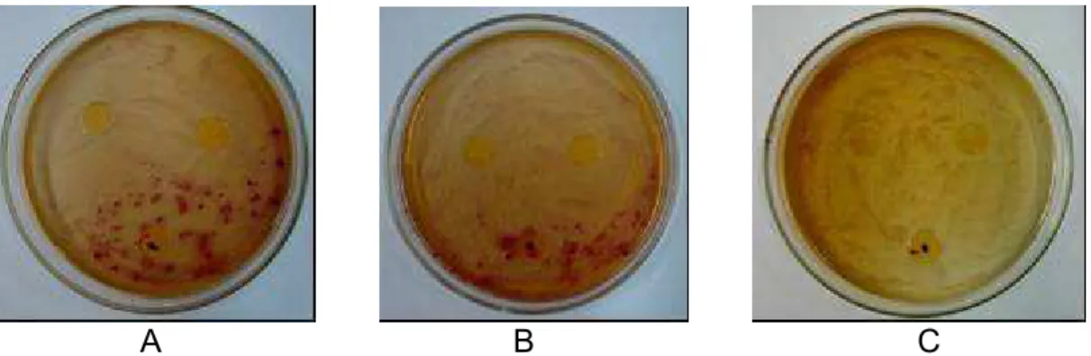 Figura 10 – Crescimento de  Escherichia coli  após 48 horas de incubação, a  37ºC, em contato com os filmes 5% (A), 10% (B) e 20% (C)
