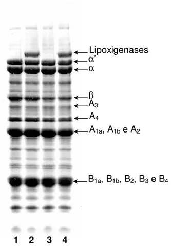 Figura 1 - Eletroferograma  dos  polipeptídios  componentes  da  proteína  total  extraída de grãos de quatro genótipos de soja contrastantes quanto à  presença ou ausência de lipoxigenases (LOX +  ou LOX - ) e quanto ao  teor de ácido linolênico normal (L