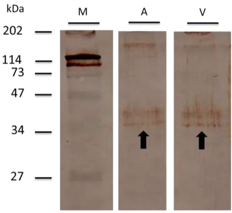 Figura 2-  Western Blotting dos extratos proteicos dos ovários da abelha  Apis  mellifera (A) e da vespa Polistes simillimus (V) indicando a proteína VgR (setas)  marcada com anticorpo anti-VgR