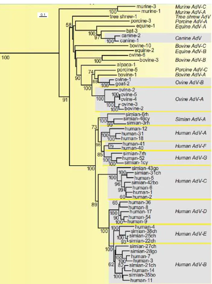 Figura  1-  Distância  filogenética  entre  os  membros  do  gênero  Mastadenovírus.   O  calculo da distância foi feito com base nas sequências de aminoácidos do  hexon 