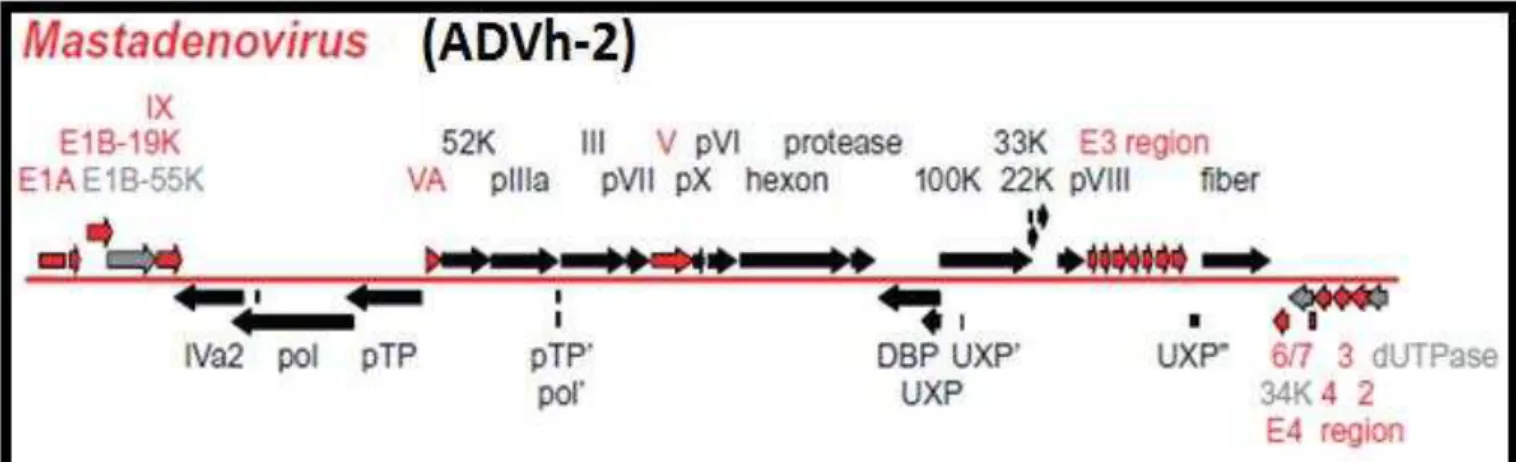 Figura  3  –  Representação  esquemática  do  genoma  do  ADVh-2,  regiões  de  transcrição  e  genes