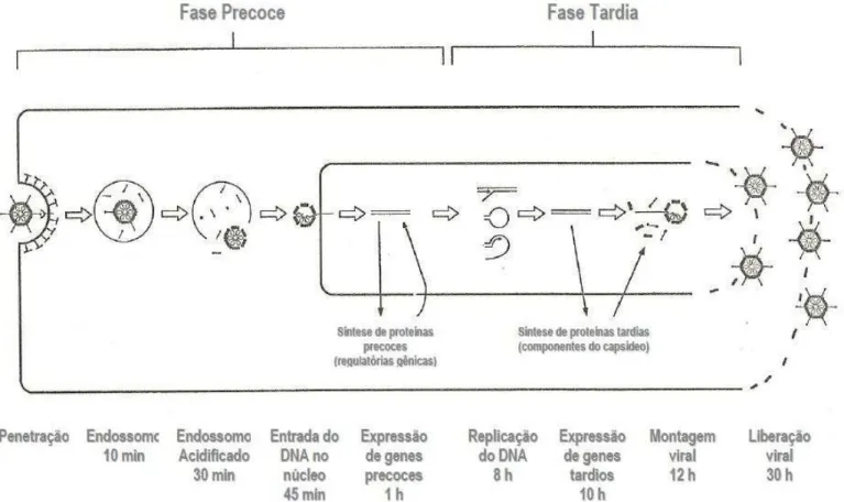 Figura 4 – Representação esquemática do ciclo de replicação dos ADVh. Adaptado de  RUUSKANEN; MEURMAN; AKUSJÄRVI, 1997