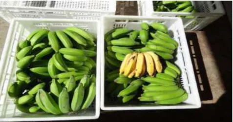 Figura 5. Primeiro lote de banana prata da agricultura familiar entregue no restaurante  universitário, Universidade Federal de Viçosa, Viçosa, Minas Gerais
