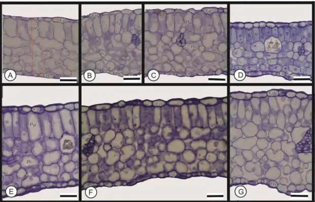 Figura 2. Folhas de Pfaffia glomerata (acesso 13) cultivadas in vitro com diferentes 