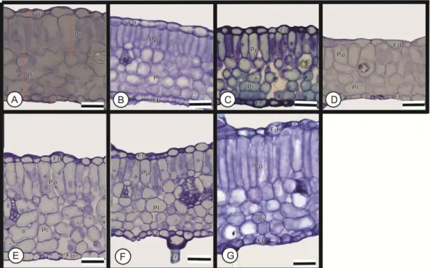 Figura 3. Folhas de Pfaffia glomerata (acesso 04) cultivadas in vitro com diferentes 