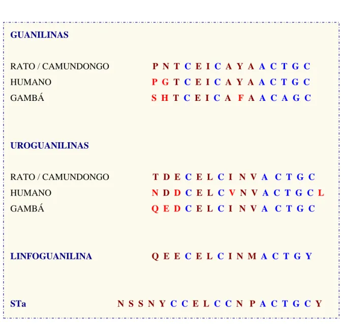 Figura  01  –  Estrutura  primária  de  peptídeos  representativos  da  família  das  guanilinas  e  da  toxina  termo-estável  da Escherichia coli (STa)