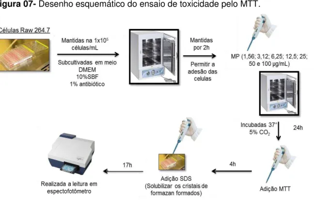 Figura 07- Desenho esquemático do ensaio de toxicidade pelo MTT. 