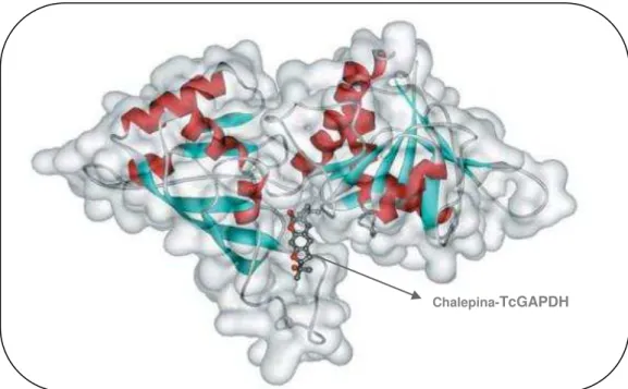 Figura  08-  Estrutura  Cristalográfica  do  complexo  entre  a  enzima  TcGAPDH  e  o  inibidor cumarínico Chalepina