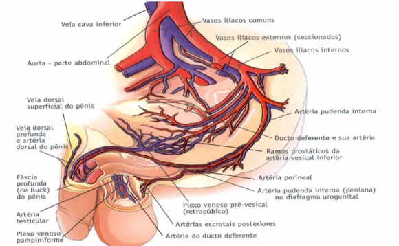 Fig 2. Trama arterial e venosa do aparelho genital masculino. (Glina, 2002). 