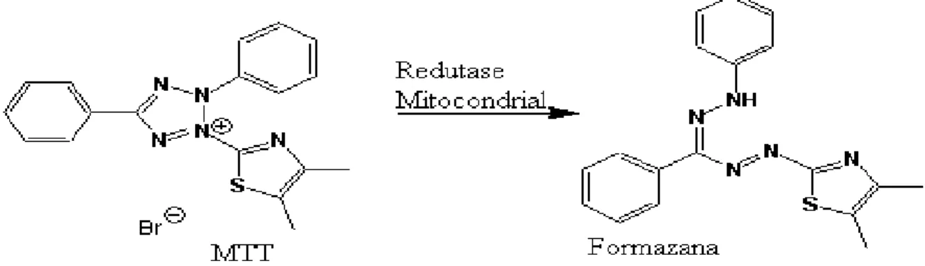 Figura 12: Reação de redução do MTT a formazana 