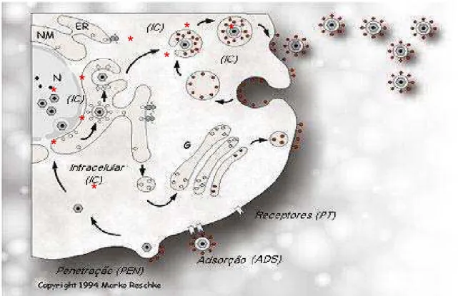 Figura 13: Esquema do ciclo infectivo viral. Fases nas quais um antiviral pode  atuar