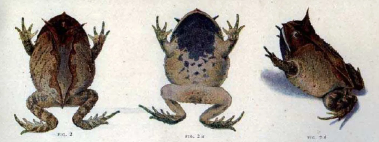 Figura 1. Prancha XV, publicada por Miranda-Ribeiro (1926); vistas dorsal (2), ventral (2a) e  dorsolateral (2b) do holótipo de Stombus melanopogon Miranda-Ribeiro, 1926 (MNRJ 0294)
