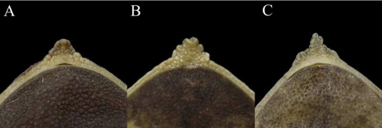 Figura 2. Fotos em vista ventral, apresentando as diferentes formas de apêndice rostral: (A) liso,  (B) fimbriado e (C) base larga com estreitamento abrupto na porção distal