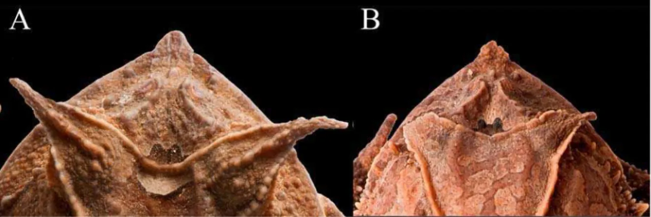 Figura 5. Fotos em vista dorsal, apresentando as diferenças na superfície do apêndice palpebral:  (A) presença de tubérculos da base à porção distal e (B) ausência de tubérculos da base à porção  distal