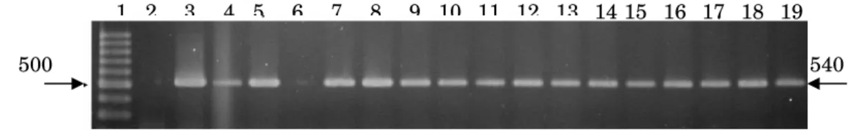 Figura 7. Inserção de prM/DENV-2 no plasmídeo pCID2Et. Eletroforese em gel de 