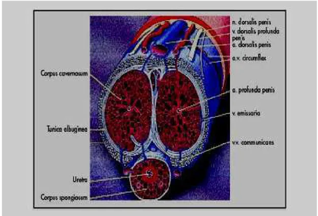 Figura 1 – Estrutura do corpo pênis 