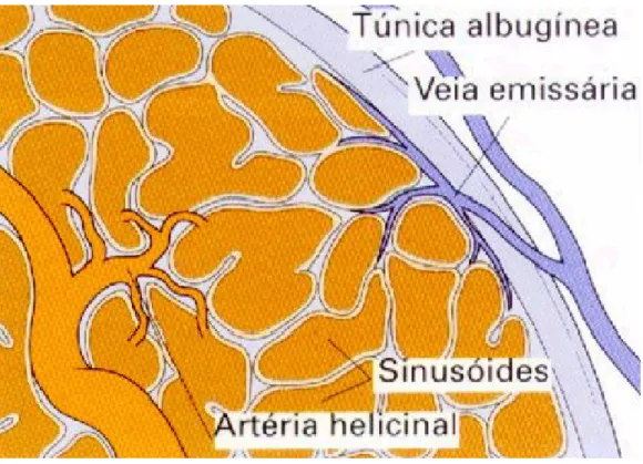Figura 4 – Compressão do plexo venoso com diminuição do efluxo sanguíneo 