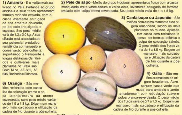 Figura  1  –  Caracterização  dos  principais  tipos  comerciais  de  melão  plantados  no  Brasil  (adaptado de Chaves et al., 2003)