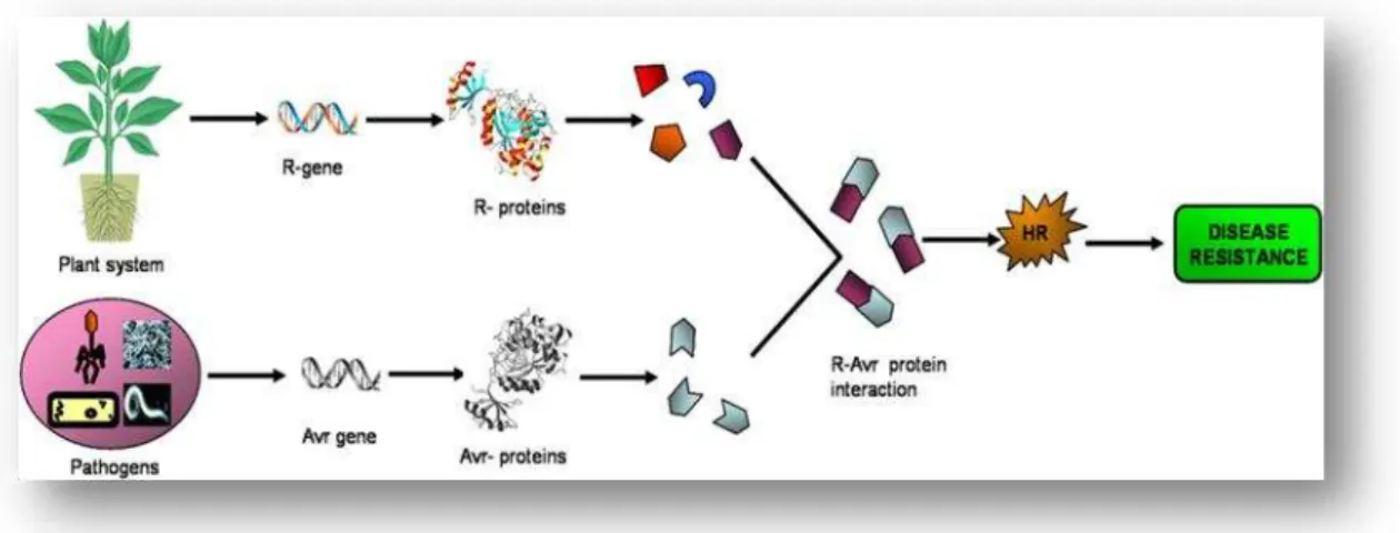 Figura 3. Esquema de interação planta-patógeno e desenvolvimento de resistência à doença