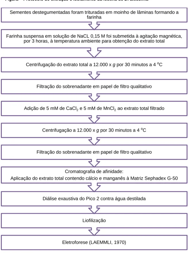 Figura  - Protocolo de extração e isolamento da lectina de D. altissima 