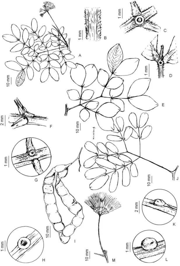 Figura  01:  Abarema cochliacarpos(Gomes)  Barneby  &amp;  J.W.  Grimes:  A)  Ramo;  B) Ramospuberulentos  (Félix  7090);  C)  Nectário  cupuliforme; D) Apêndice terminal (JPB 2704)