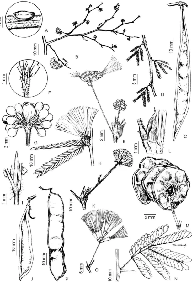 Figura  02:  Albizia  polycephala  (Benth.)  Killip:A)  Nectário  pateliforme;B)  Inflorescência  em  panícula  (Guedes  19767)