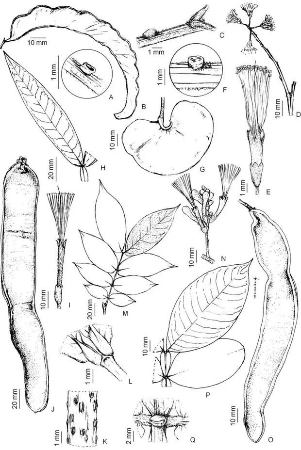 Figura  03:  Chloroleucon  foliolosum  (Benth.)  G.P.Lewis:  A)  Nectário  cupuliforme  (Lacerda  515);  B)  Fruto  falcado  (Lacerda  57)