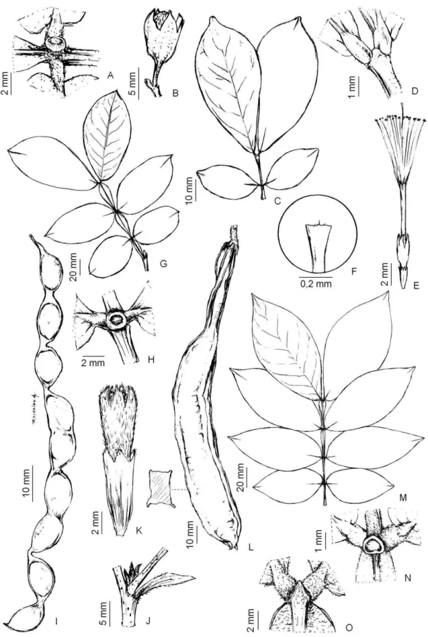 Figura  04:  Inga  ingoides(Rich.)  Willd.:  A)  Nectário  pateliforme  (Guedes  19688);  B)Botão  floral  pedicelad  (Barbosa  1668)