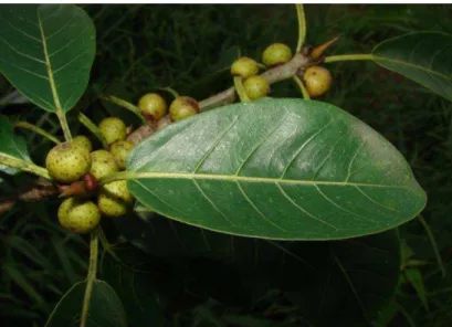 Figura  6:  Ramo  com  figos  de  Ficus  enormis  consumidos  pelas  crianças  quando maduros na comunidade da Serra, Iporanga - SP