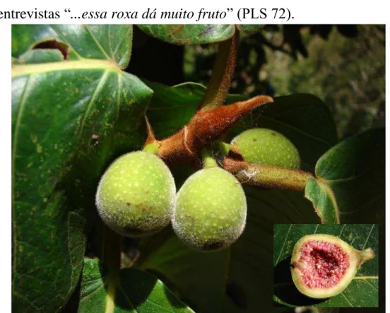 Figura  7:  Ramo  com  figos  de  Ficus  gomelleira  muito  apreciados  no  consumo in natura quando maduros em várias comunidades