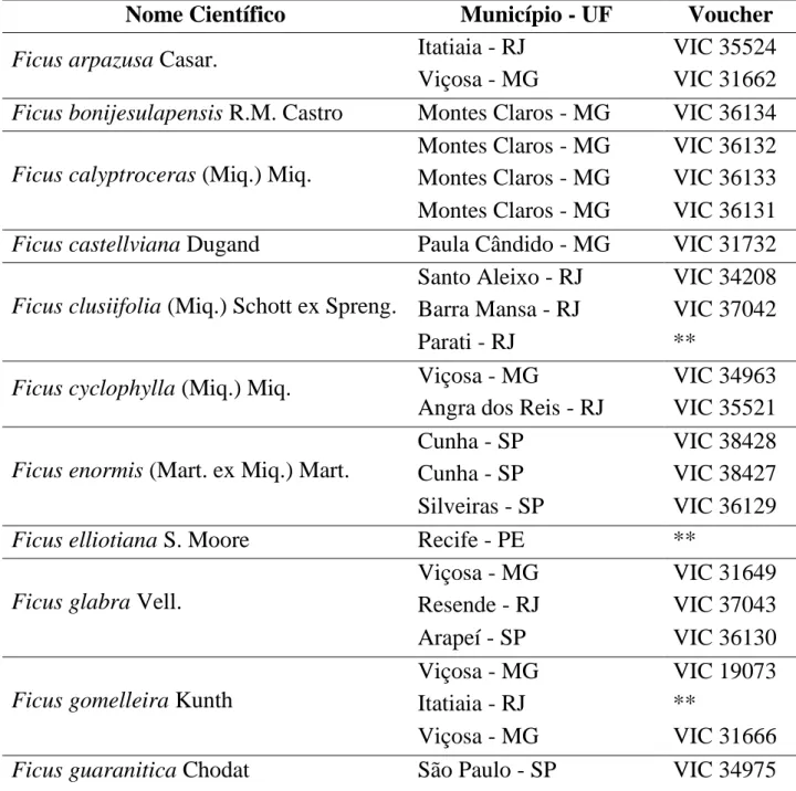 Tabela 1: Espécies de Ficus subgênero Urostigma (Gasp.) Miq. coletadas. 