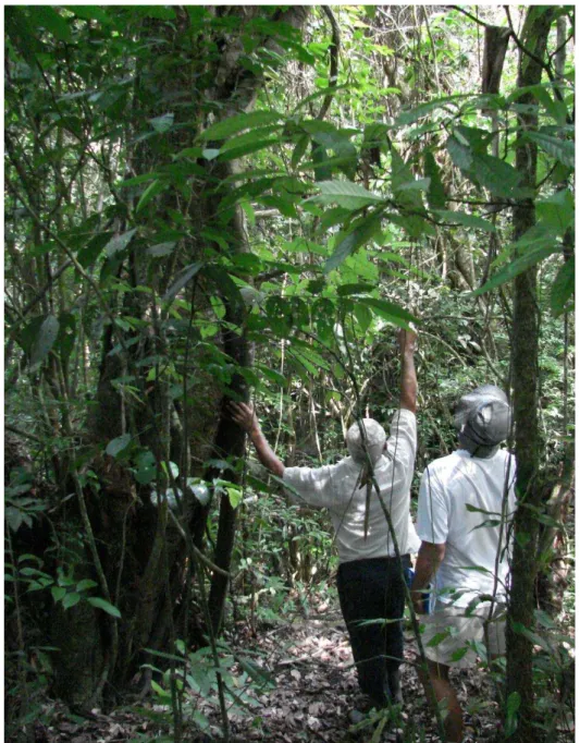 Figura  2:  Caminhada  com  informante  JM  (70)  da  comunidade  Serra,  Iporanga  – SP em região de mata até o exemplar de Ficus enormis