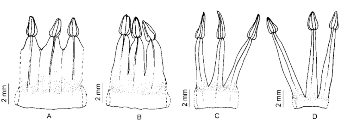 Figura 9. Detahes da extensão da conação dos estames acima do anel pétalo-estamínico  e variação na largura do anel pétalo estamíneo, reconhecidos nas análises morfométricas  como caracteres importantes que auxiliam na distinção das espécies