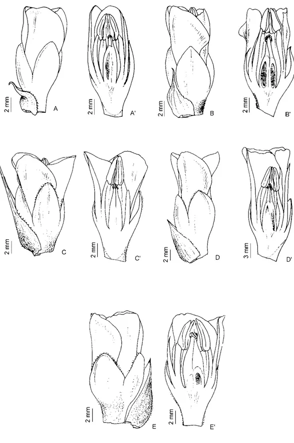 Figura  12.  Detalhes  da  flor.  A/A’.  D.  brachyphylla.  B/B’.  D.  consimilis.  C/C’