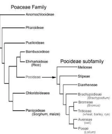 Figure 1. Phylogenetic relationship of Brachypodium distachyon to other Poaceae.  Figure derived from Hands and Drea (2012)