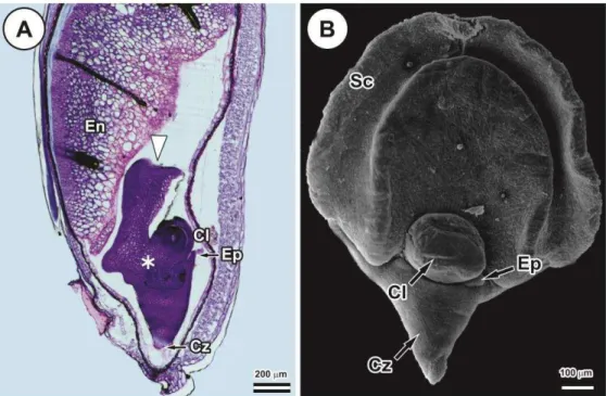 Figure  1.  Brachypodium  distachyon  immature  embryo  15  d  post  anthesis.  (A)  Light  micrograph  of  longitudinal  section  of  immature  seed  showing  the  scutellum  (white  arrow),  scutellar  node  (asterisk),  coleoptile  enclosing  the  plumu