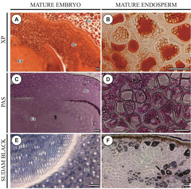 Figure  7.  Histochemical  analysis  of  Brachypodium  distachyon  mature  seeds  (35  days  post anthesis)