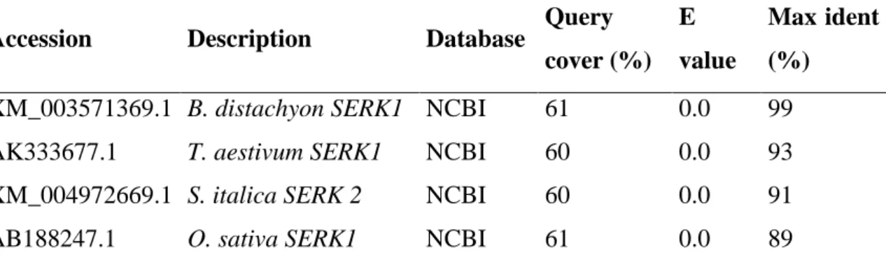 Table 2 - Comparison of the SERK nucleotide sequence resulting from a cDNA clone  of embryogenic callus of Brachypodium distachyon, amplified with degenerate primers  with sequences deposited in the non-redundant (NR) sequence database 