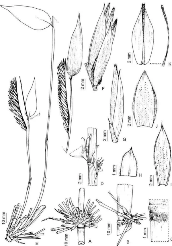Figura 3. Merostachys claussenii var. claussenii (Kuhlmann 160). A. Complemento  de  ramo  da  região  apical  do  colmo