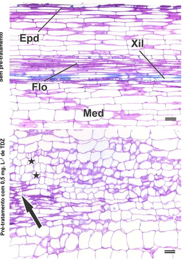 Figura  8  Fotomicrografia  de  corte  longitudinal  de  hipocótilo  de  B.  orellana  obtidos  de  plantas 