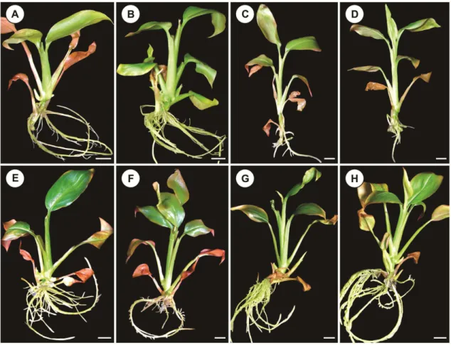 Figura  3.  Plantas  de  Etlingera  elatior  cv.  Porcelana  aos  45  dias  de  cultivo  in  vitro 