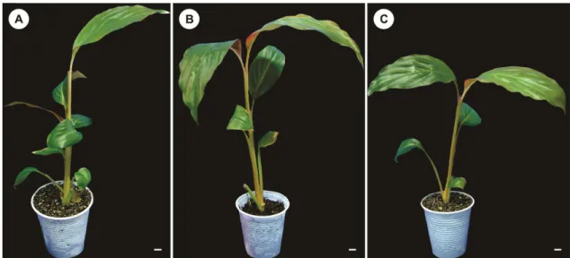 Figura  7.  Plantas  de  Etlingera  elatior  cv.  Porcelana  provenientes  de  cultivo  in  vitro 