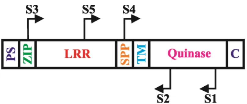 Figura  1.  Estrutura  geral  de  genes  SERK  e  posição  dos  indicadores  degenerados 